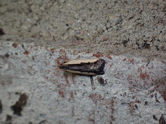 Dichomeris serrativittella