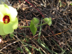 Pavonia cancellata