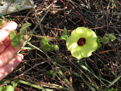 Pavonia cancellata