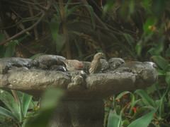 Haemorhous mexicanus