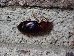 Trichotichnus vulpeculus
