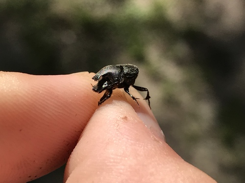 Photo of Scooped Scarab (Onthophagus hecate)