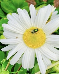 Lucilia sericata