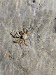 Halicarcinus
