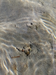 Halicarcinus