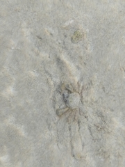 Halicarcinus