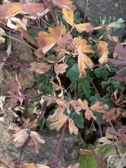 Aquilegia coerulea
