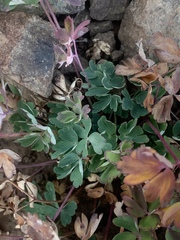 Aquilegia coerulea