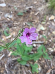 Mirabilis comata