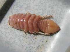 Syscenus infelix