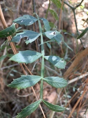 Schinus lentiscifolia