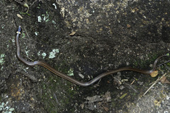 Elapomorphus quinquelineatus