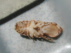 Syscenus infelix
