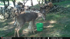 Odocoileus virginianus
