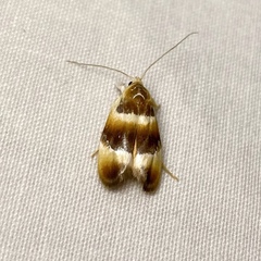 Piloprepes anassa