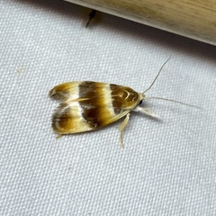 Piloprepes anassa