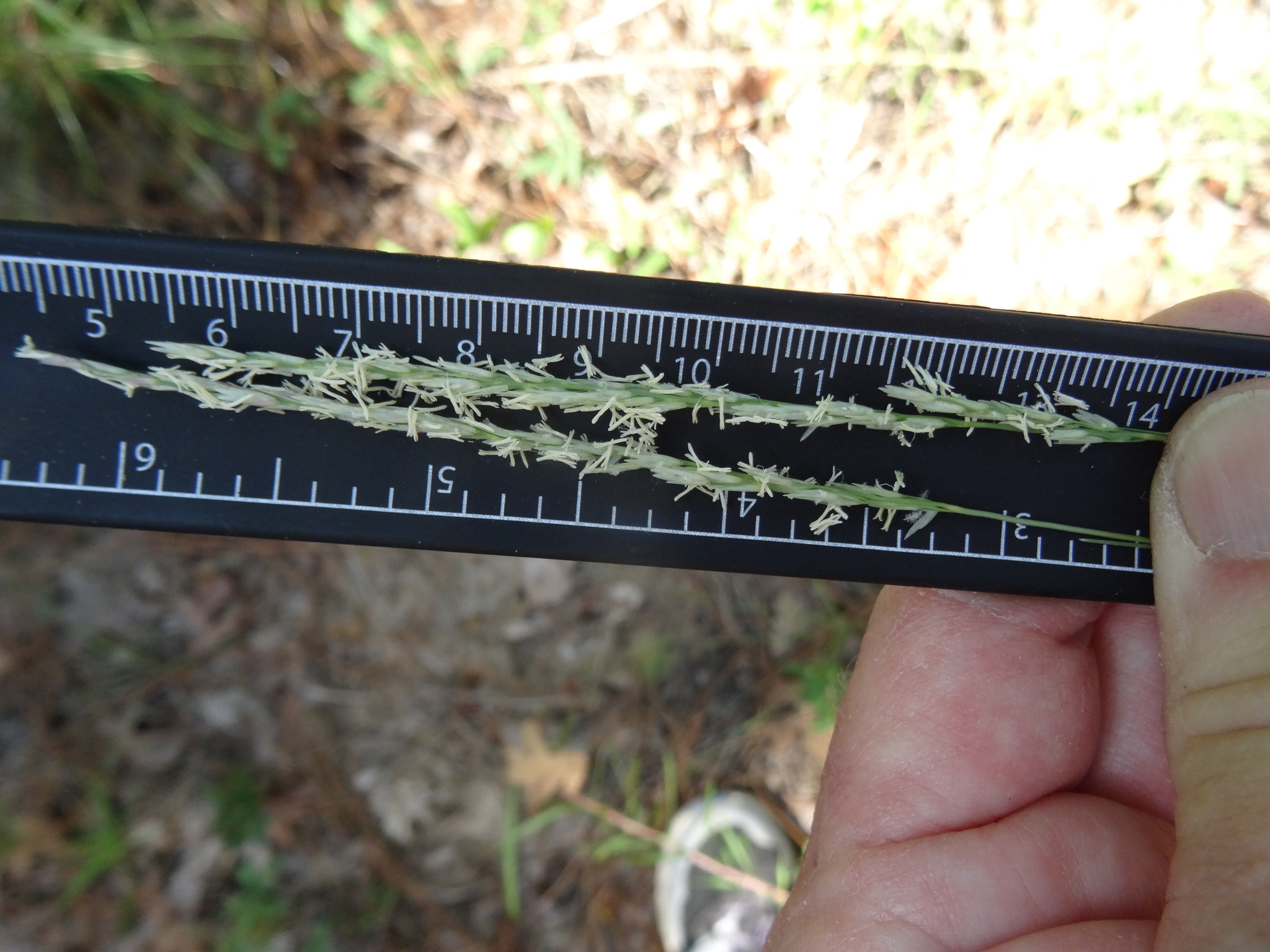 Sporobolus clandestinus