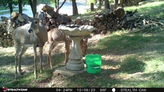 Odocoileus virginianus
