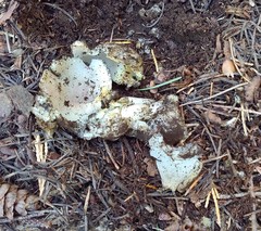 Sarcosphaera coronaria