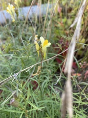 Linaria vulgaris
