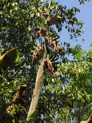 Phenakospermum guyannense