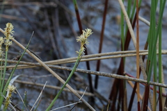 Carex sterilis