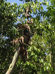 Phenakospermum guyannense