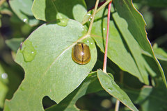 Paropsisterna agricola