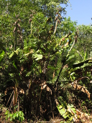 Phenakospermum guyannense