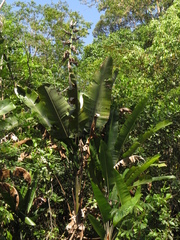 Phenakospermum guyannense