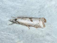 Microcrambus croesus