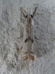 Microcrambus croesus