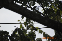 Picumnus granadensis