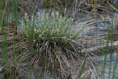 Carex sterilis