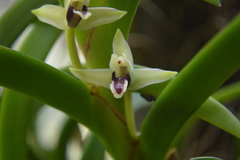 Maxillaria equitans