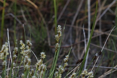Carex sterilis