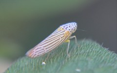 Graphocephala aurora