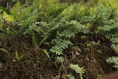 Phlebodium pseudoaureum