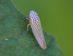 Graphocephala aurora