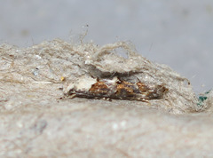 Mompha murtfeldtella