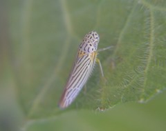 Graphocephala aurora