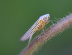 Graphocephala aurora