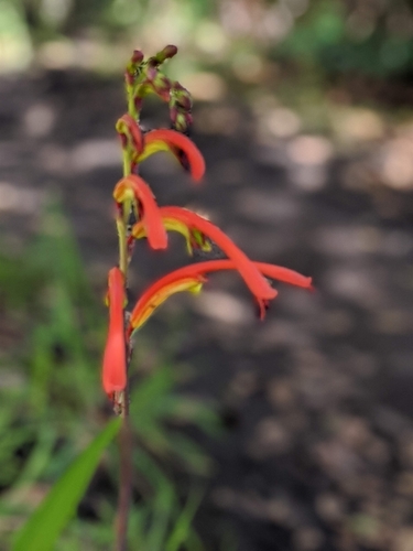 Chasmanthe bicolor (Chasmanthe bicolor)
