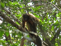 Pithecia chrysocephala