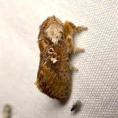 Pseudanapaea denotata