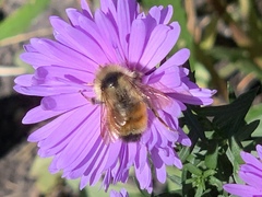 Bombus ternarius