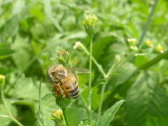 Apis mellifera
