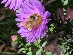 Bombus ternarius
