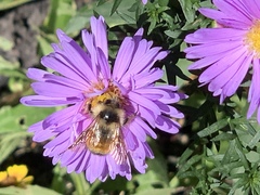 Bombus ternarius