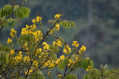 Swartzia robiniifolia
